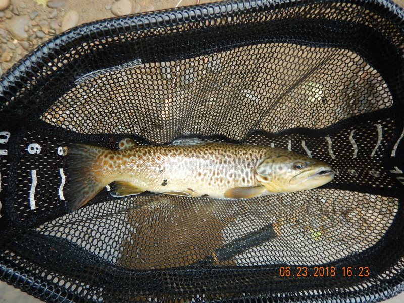 -Kettle Valley-067-.jpg - Then I got another brown.  Amazingly, he held still for the next picture. According to the net he's about 16 inches.